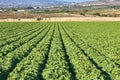 Fresh green lettuce field