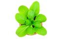 Fresh green lettuce in flower pot on white background with clipping path Royalty Free Stock Photo