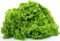 Fresh green lettuce food