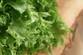 Fresh green lettuce frisee leaves Royalty Free Stock Photo