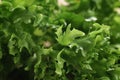 Fresh green lettuce frisee leaves Royalty Free Stock Photo