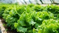 The fresh green lettuce. AI generated Royalty Free Stock Photo