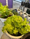 Fresh Green Lettuce Growing in White Container Pot Royalty Free Stock Photo