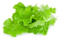 Fresh green lettuce isolated on white background Royalty Free Stock Photo