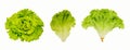 Fresh green lettuce isolated on white background. Royalty Free Stock Photo