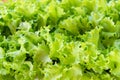 Fresh green lettuce leaf Royalty Free Stock Photo