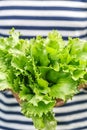 Fresh green lettuce leaf close up Royalty Free Stock Photo