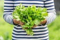 Fresh green lettuce leaf close up Royalty Free Stock Photo