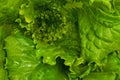 Lettuce texture Royalty Free Stock Photo