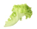 Fresh green lettuce leaf Royalty Free Stock Photo