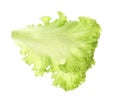 Fresh green lettuce leaf Royalty Free Stock Photo