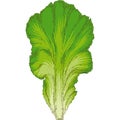 Fresh Green Lettuce Leaf Royalty Free Stock Photo