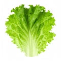 Fresh Green Lettuce Leaf Isolated on White Royalty Free Stock Photo
