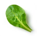 Fresh green lettuce leaf Royalty Free Stock Photo