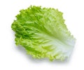 Fresh green lettuce leaf Royalty Free Stock Photo