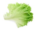 Fresh green lettuce leaf on white, top view Royalty Free Stock Photo