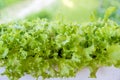 Fresh green lettuce leaf in pot Royalty Free Stock Photo