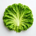 Fresh Green Lettuce Leaf on White Background Royalty Free Stock Photo
