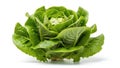Fresh green lettuce leaf on white background Royalty Free Stock Photo