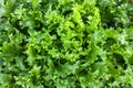 Fresh green lettuce leafs, top view. Spring gardening, organic kitchen. Green wallpaper. Royalty Free Stock Photo