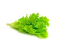 Fresh green lettuce leaves