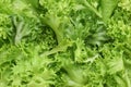 Fresh green lettuce leaves as background, top view Royalty Free Stock Photo