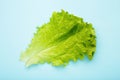 Fresh green lettuce leaves on blue background. Space for text Royalty Free Stock Photo
