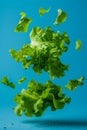 Fresh Green Lettuce Leaves Floating in Air on Blue Background with Copy Space Creative Healthy Eating Concept Royalty Free Stock Photo