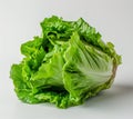 Fresh green lettuce leaves Royalty Free Stock Photo
