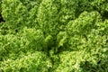 Fresh green lettuce leaves growth in garden, Close up leaf kale lettuce salad plant, hydroponic vegetable leaves background. Royalty Free Stock Photo