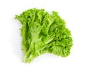 Fresh green lettuce leaves isolated on white Royalty Free Stock Photo