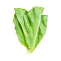 Fresh green lettuce leaves isolated on white background with clipping path Royalty Free Stock Photo