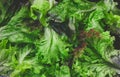 Fresh green lettuce leaves, lollo rossa, curly lettuce, dark background