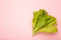 Fresh green lettuce leaves on pink background. Space for text Royalty Free Stock Photo
