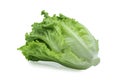 Fresh green Lettuce leaves, Salad leaf isolated on white background. Royalty Free Stock Photo