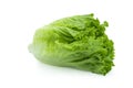 Fresh green Lettuce leaves, Salad leaf isolated on white background. Royalty Free Stock Photo