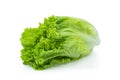 Fresh green Lettuce leaves, Salad leaf isolated on white background. Royalty Free Stock Photo