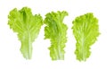 Fresh green Lettuce leaves, Salad leaf isolated on white background. with clipping path Royalty Free Stock Photo