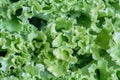 Fresh green Lettuce leaves, Salad leaf. Texture Royalty Free Stock Photo