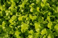 Fresh green lettuce leaves in vegetable garden close up. Royalty Free Stock Photo