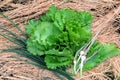 Fresh green lettuce, onions young and garlic Royalty Free Stock Photo