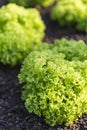 Fresh green lettuce plant garden, healthy vegetable, organice lettuce garden