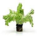 Fresh green lettuce in a pot on a white isolated background. Good leaf structure. Close-up. Royalty Free Stock Photo