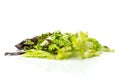 Fresh raw green lettuce red little gem isolated on white Royalty Free Stock Photo