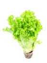 Fresh green lettuce with root