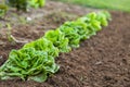 Fresh Green Lettuce