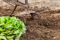 Fresh Green Lettuce