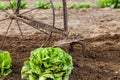 Fresh Green Lettuce