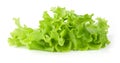 Fresh green Lettuce salad