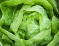 Fresh green Lettuce salad Royalty Free Stock Photo